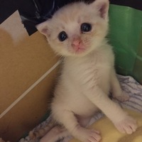 わふたー