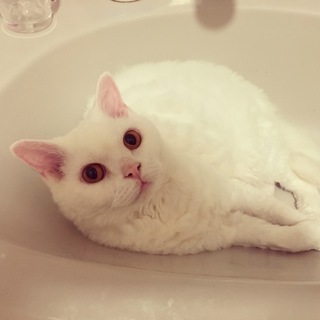 ☆セルカークレックス☆☆