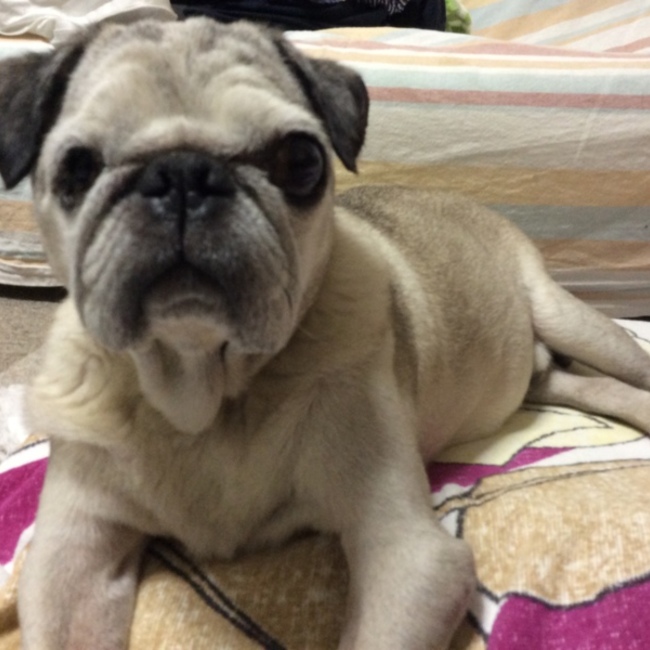 だいこうママのカバー写真