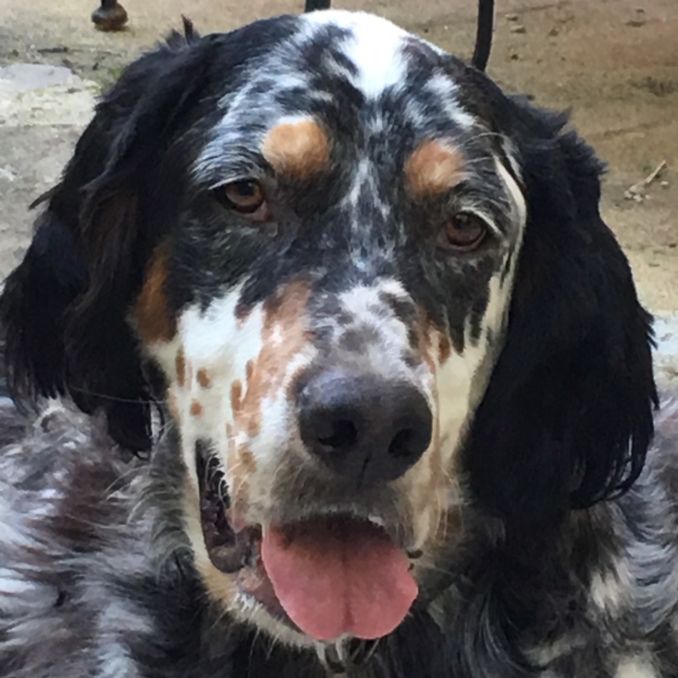 ドロンのカバー写真