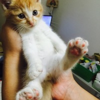 マメちゃん