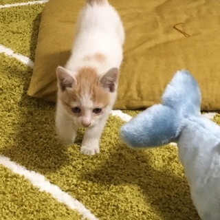 甘えん坊の女の子