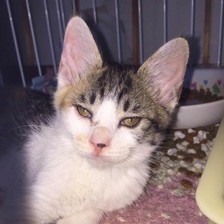 10匹のニャンコ助けて