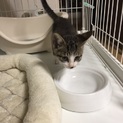 至急求む　子猫の里親。お願いします。