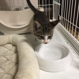 至急求む　子猫の里親。お願いします。
