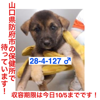 里親様決定！ありがとうございました！