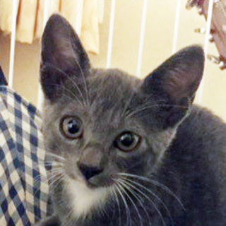 募集一時停止。つきみだんご兄妹☆つきみちゃん