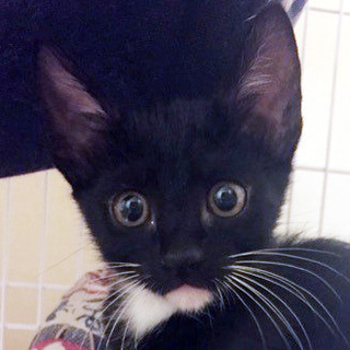 つきみだんご兄妹☆だんごくん