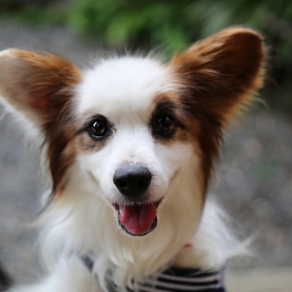 パピヨンmixの男の子。