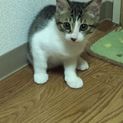 生後3か月程　キジ白子猫（オス）里親さん募集