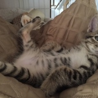 元気いっぱいのやしちは馴れなれゴロゴロ！