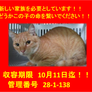 里親決定！！お迎えありがとうございました(^^♪