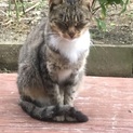 がんばって生きてた母猫里親募集