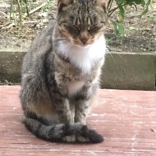 がんばって生きてた母猫里親募集