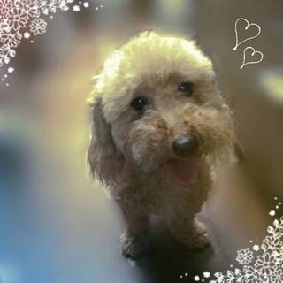 キラキラ笑顔で甘えん坊の「リリーちゃん」