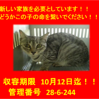 期限10月12日迄！この子達に時間はありません！