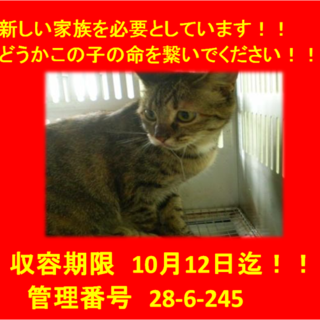 期限10月12日迄！この子達に時間はありません！