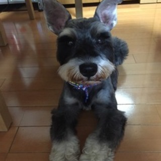 里親様決定★Mシュナウザー♂５歳