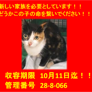 里親決定！！お迎えありがとうございました(^^♪