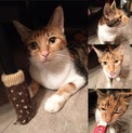 人馴れ抜群！みけみけ親子猫(=^･ω･^=)