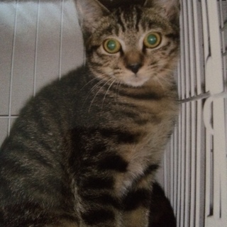 仲良し親子の里親さんを探しています