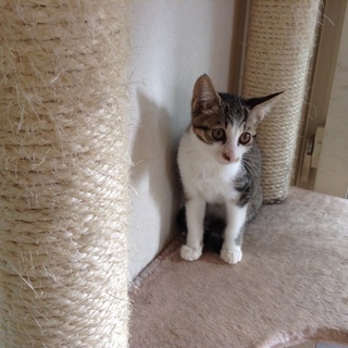 甘えん坊の女の子