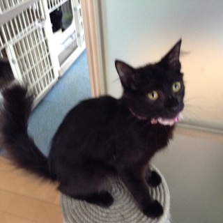 たれ目のクロちゃん