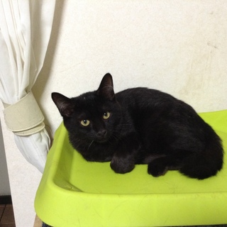 黒猫の子セブン