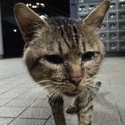 迷子の猫？？？