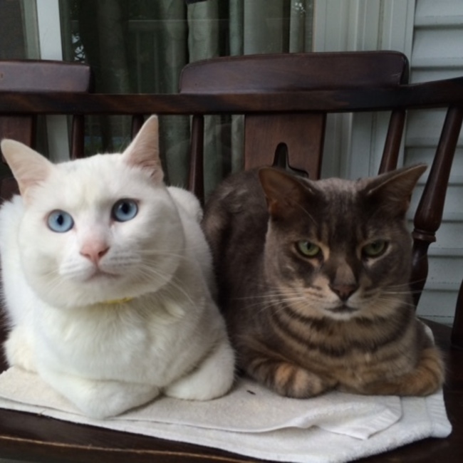 ソラスの父さんのカバー写真