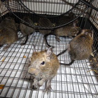 デグー（オス）生後2ヶ月　6匹