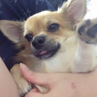 ぽんた