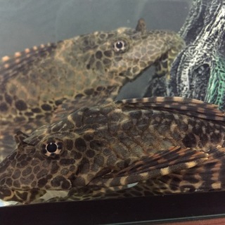 里親さま決まりました！