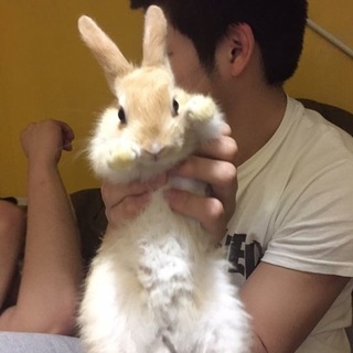 かわいいうさぎ君です