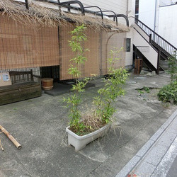 第4回　戸田ニャンコおたすけ隊　猫里親会開催