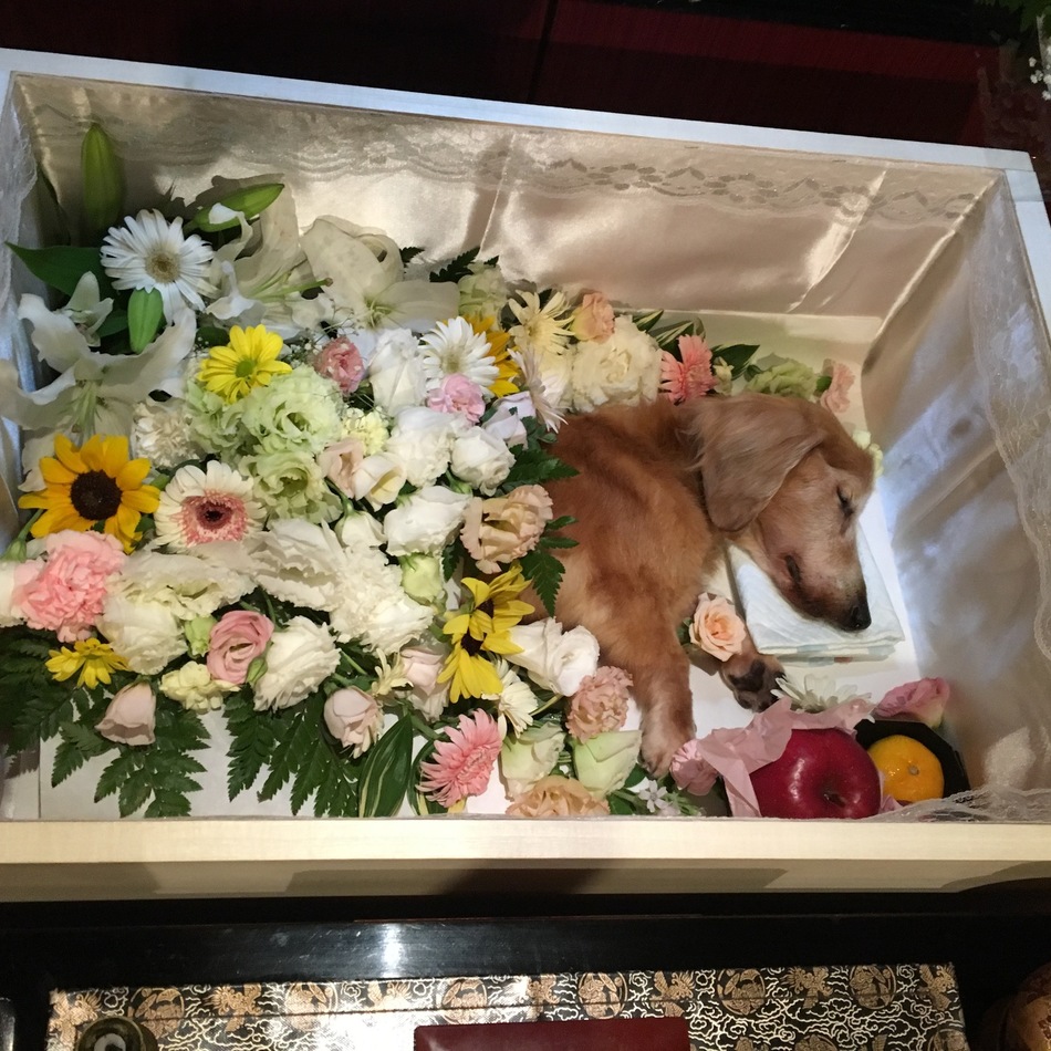アッシュのカバー写真
