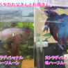 優しいご家族が決まりました～！ サムネイル7