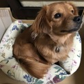 いとなつっこいミックス犬です！