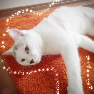 ブルーのおめめの白い天使さん☆