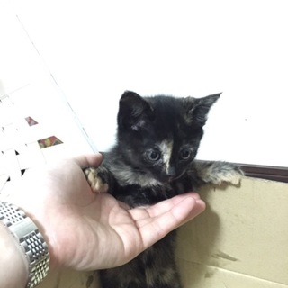 急募！可愛いサビ猫ちゃんです！