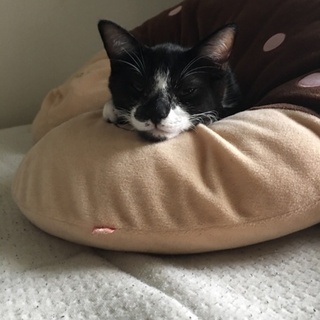 生後4ヶ月！人懐っこい子猫ちゃん