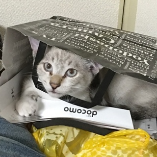 生後4ヶ月！元気でわんぱくな子猫