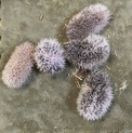 ハリネズミの赤ちゃん ※検討中