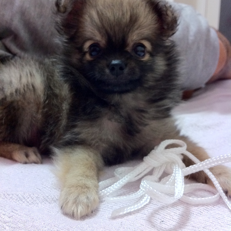 コロ助のカバー写真