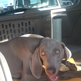 元気いっぱいワイマラナー 沖縄県 犬の里親募集 ペットのおうち 月間利用者150万人