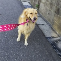 「膀胱炎、治りました!」サムネイル3