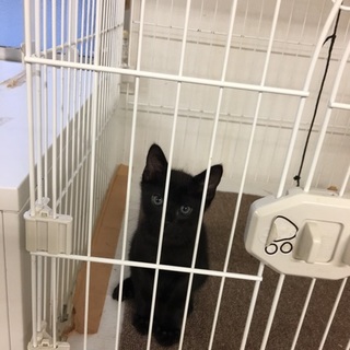 黒猫マメちゃん 里親さん募集