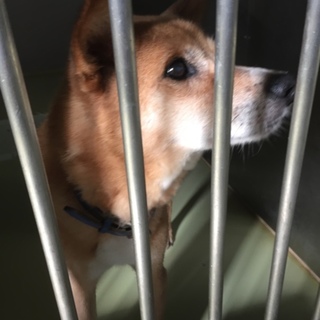 イケメンな男の子！まだ元気です！助けてください！