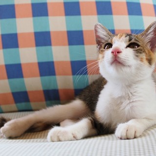 ♡三毛猫♡一時停止