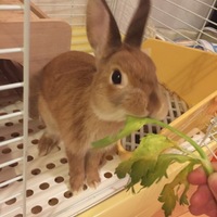 もぷちゃん
